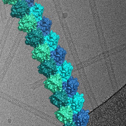 Image: Cryo-electron microscopy-derived three-dimensional structure of a filament formed by the Toll-like receptor adaptor protein MAL, shown above a representative electron micrograph used to derive this structure. Credit: Thomas Ve. Image: Cryo-electron microscopy-derived three-dimensional structure of a filament formed by the Toll-like receptor adaptor protein MAL, shown above a representative electron micrograph used to derive this structure. Credit: Thomas Ve.